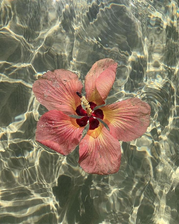 A hibiscus flower floating on water.